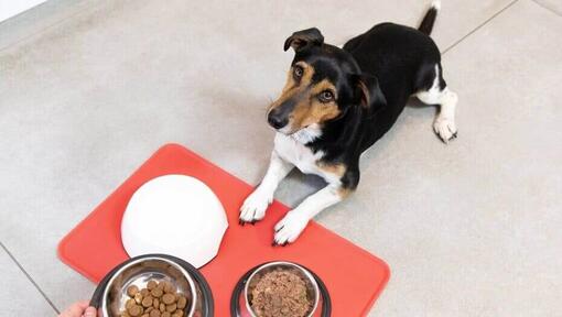 Wet or Dry Dog Food What Should I Feed My Dog Purina